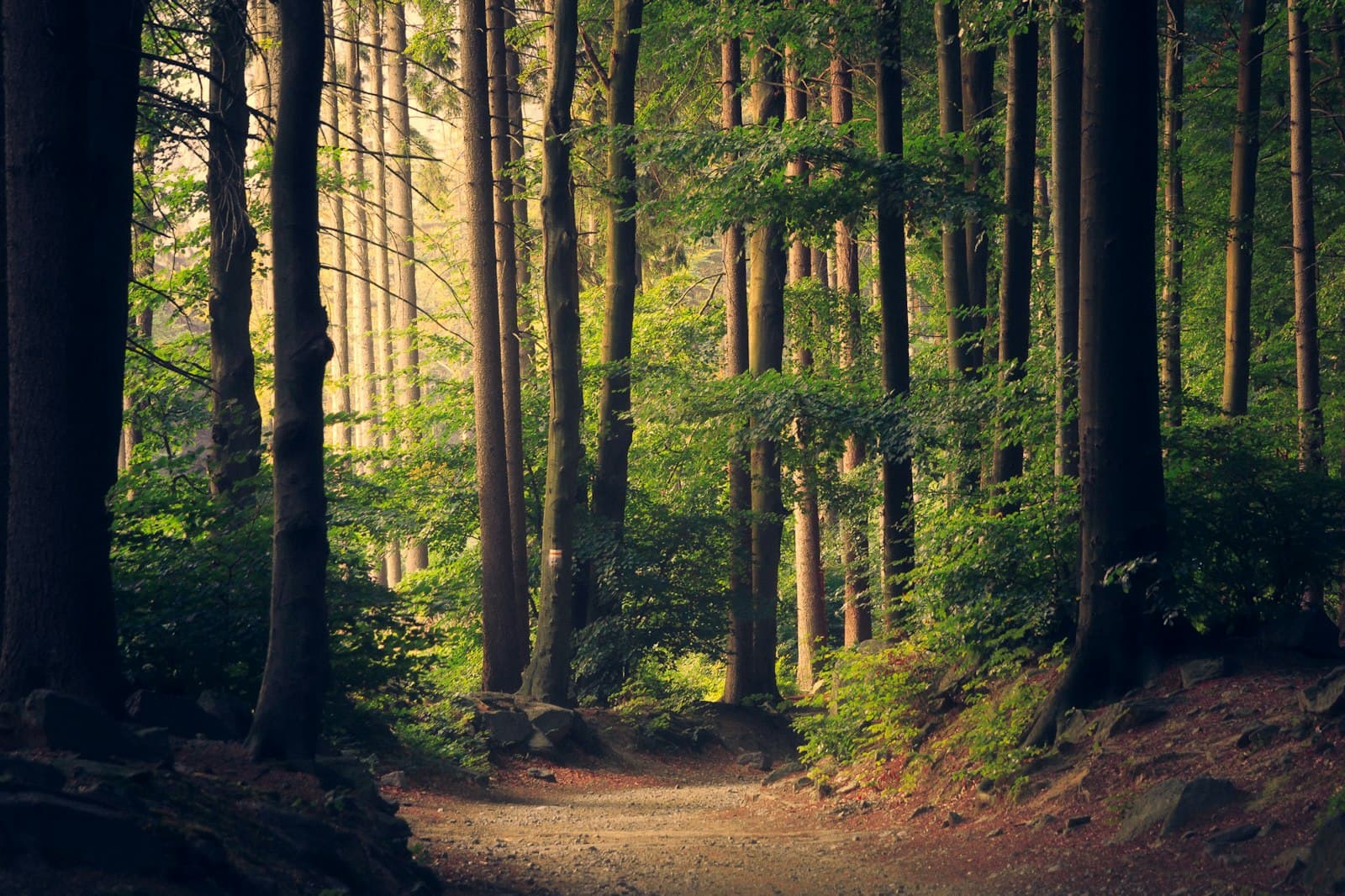 Beispielbild: Laubwald mit einem Weg zwischen den Stämmen.