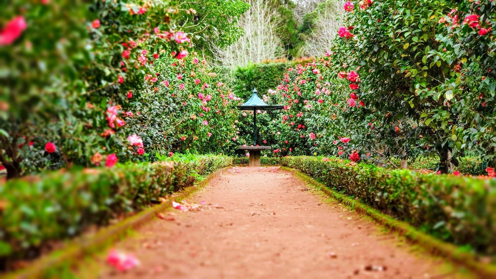 Beispielbild: Geschnittener Gartenweg zwischen blühenden Hecken.